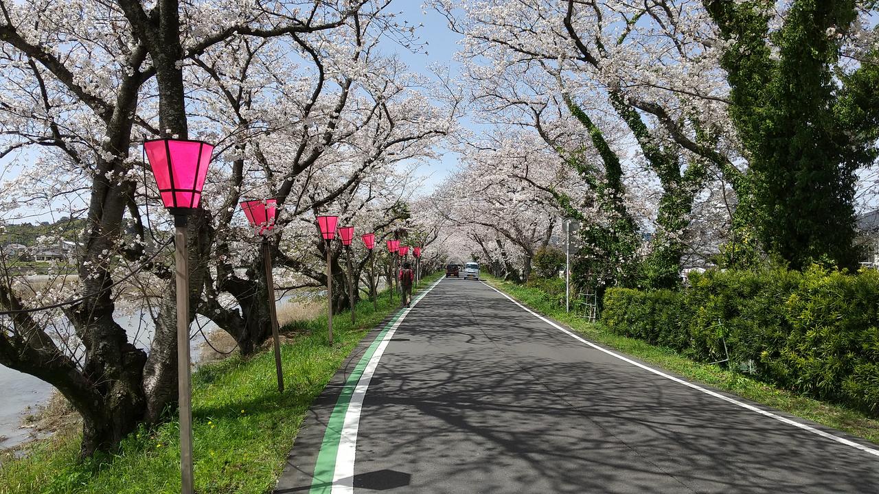 藤枝瀬戸川の桜トンネル