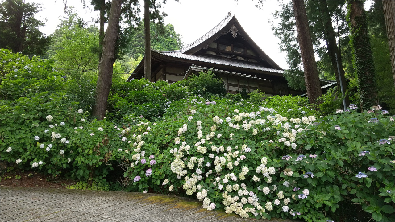 徳栄山妙法寺のあじさい