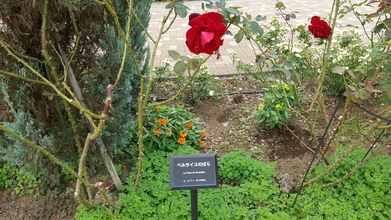 富士川クラフトパークのバラ園