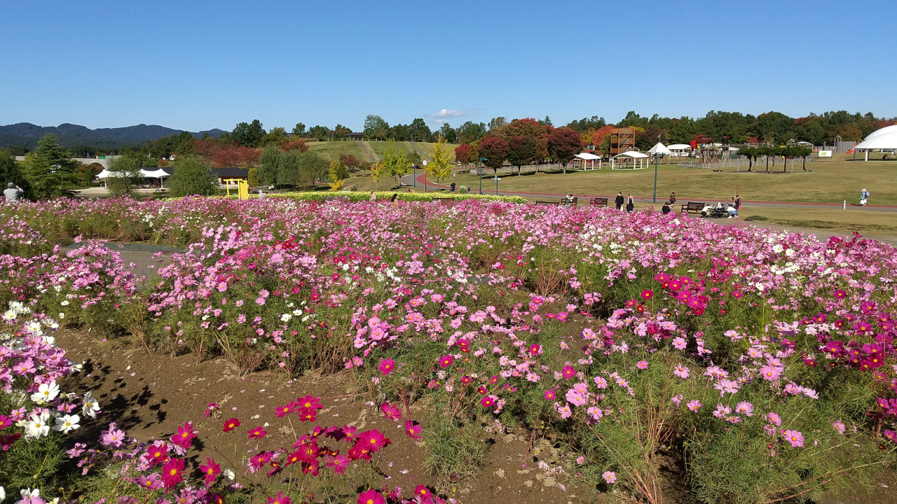 国営越後丘陵公園