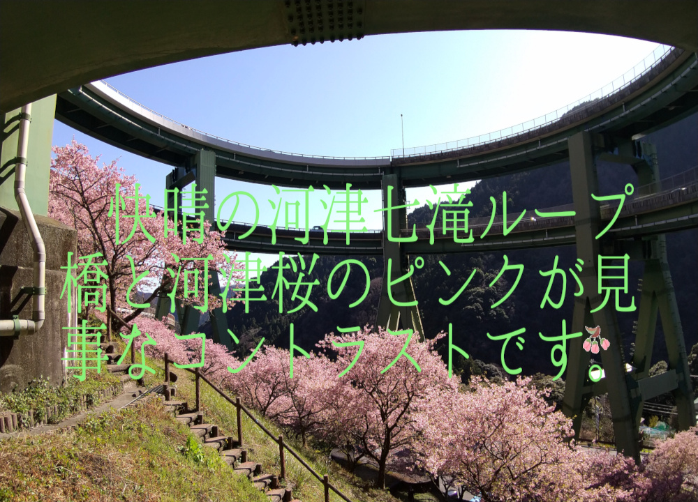 ループ橋と桜の写真