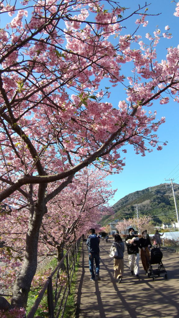 満開の土手の桜と観光客たち２