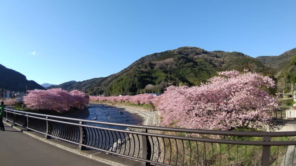 「かわづいでゆ橋」先の桜並木