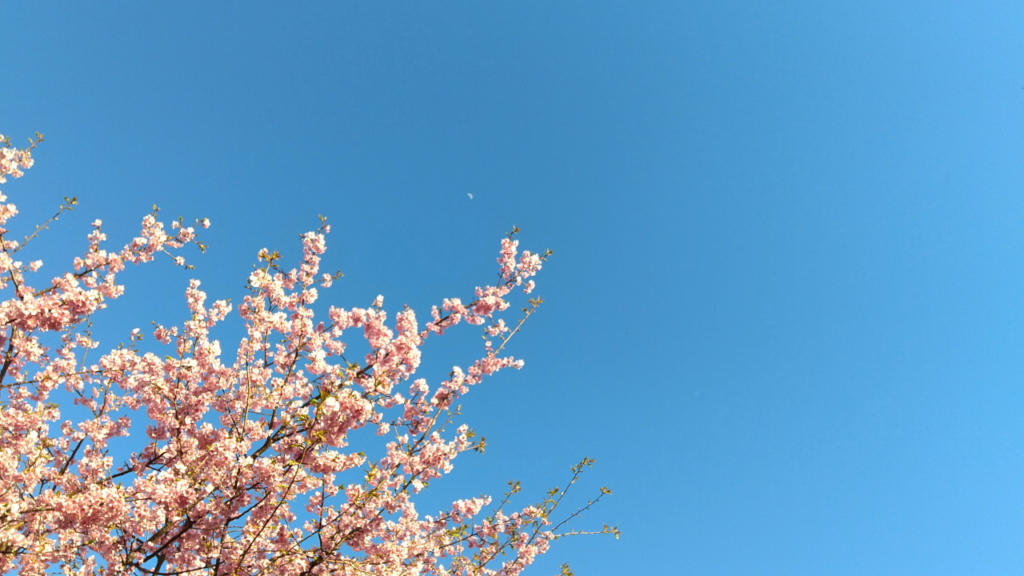 青空に月とさくら