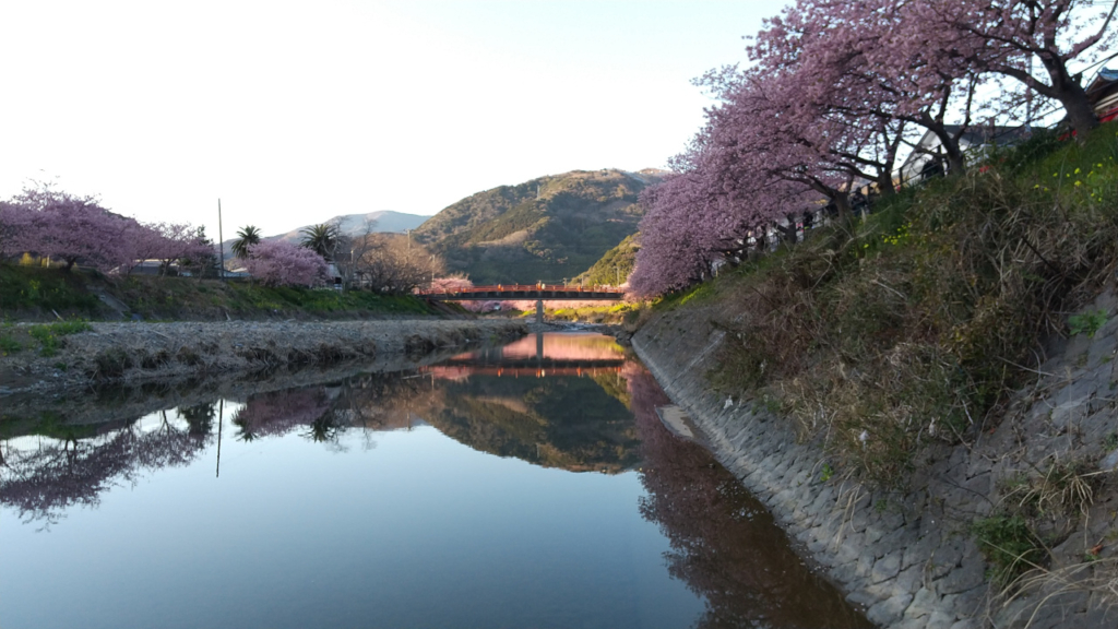 日暮れ間近の赤い豊泉橋とさくら