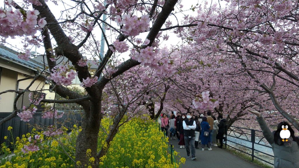 菜のはな花壇に桜の木