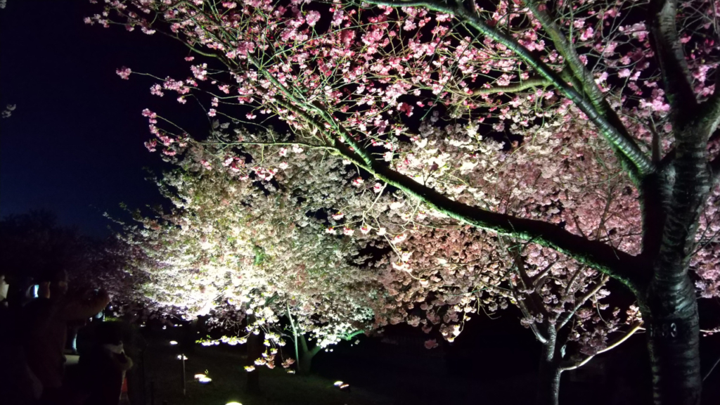 夜桜１