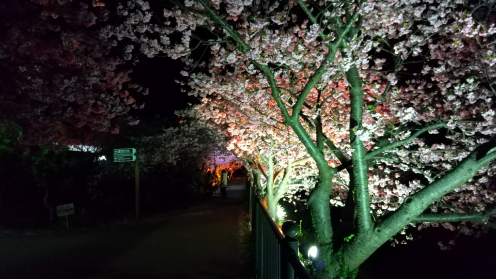 温泉会館横の夜桜３