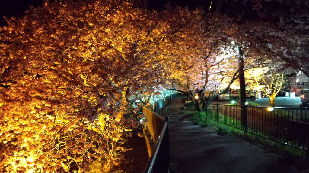 温泉会館、真横の夜桜