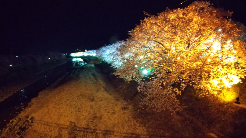 かわづいでゆ橋の上からの夜桜