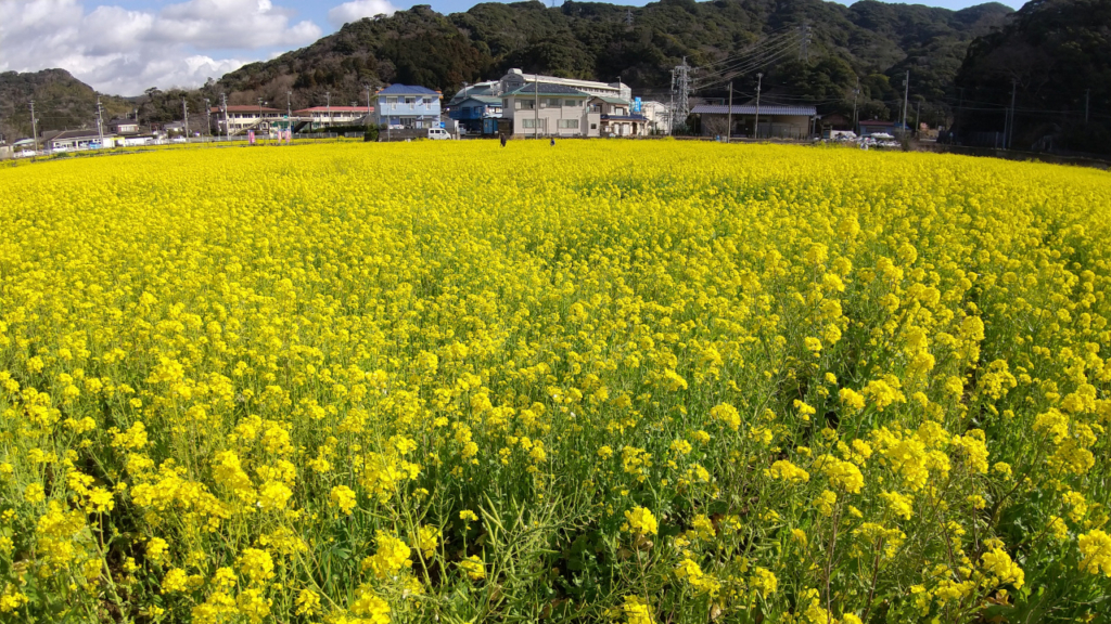 菜の花畑５