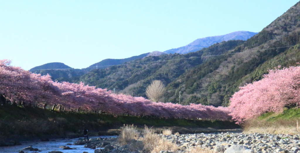 川の中央から両岸に桜が並ぶ上流を