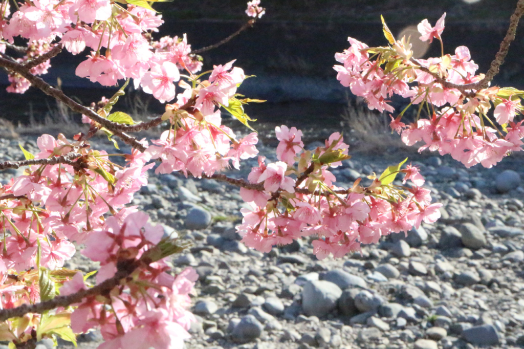 遠目の河原と手前の河津桜