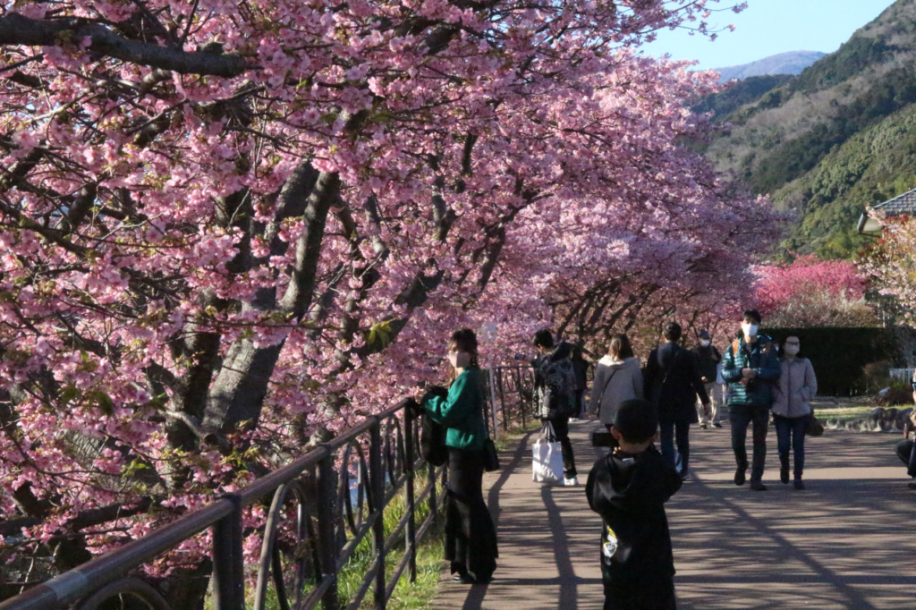 満開の土手の桜と観光客たち