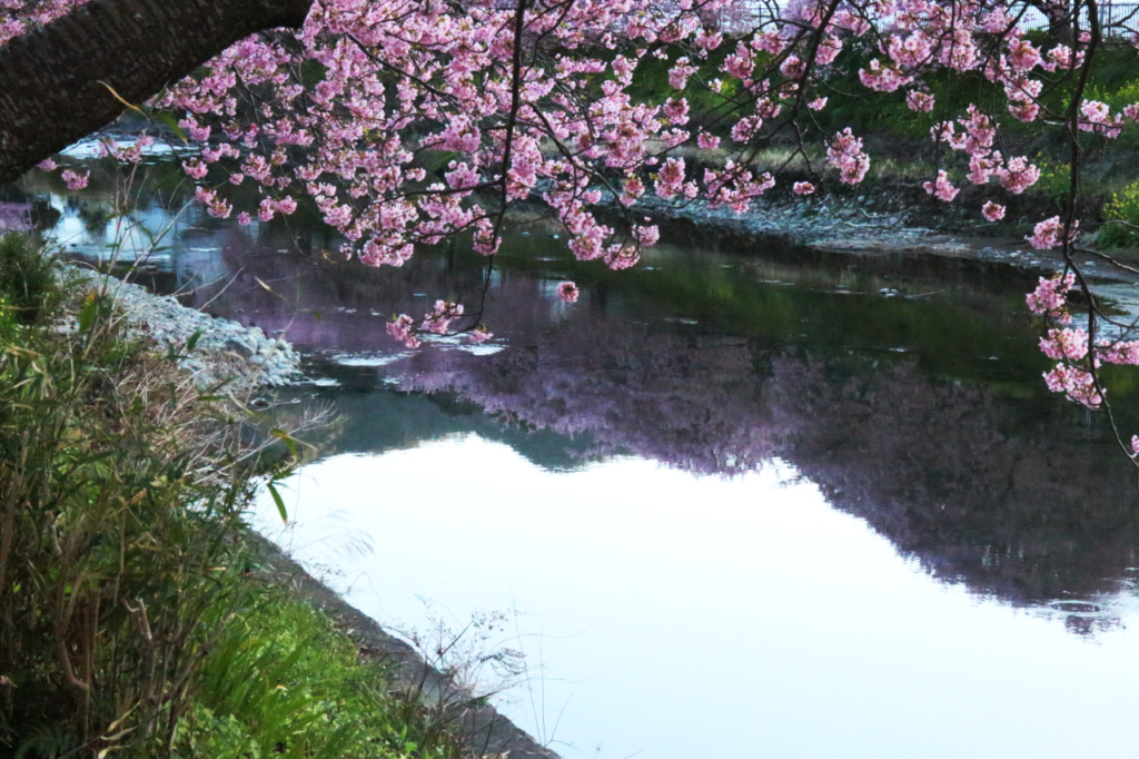 川面に映るサクラ