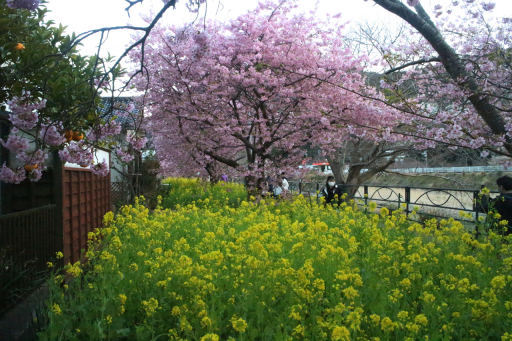 土手とは違って整備された小さな菜の花畑です