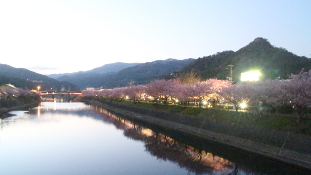 浜橋からライトアップの夜桜