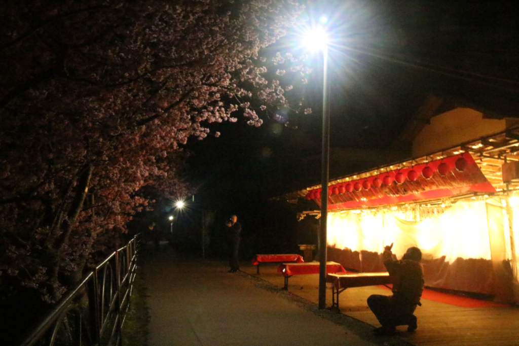 夜桜２