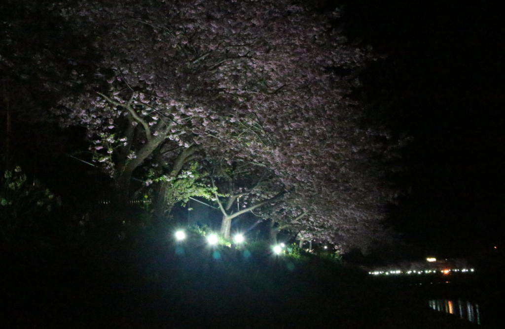 温泉会館横の夜桜１