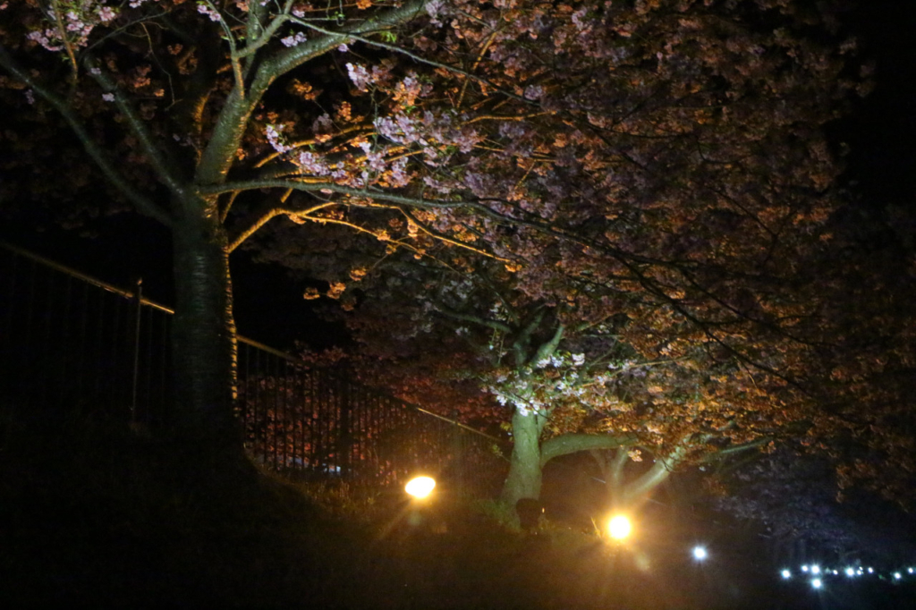 温泉会館横の夜桜２