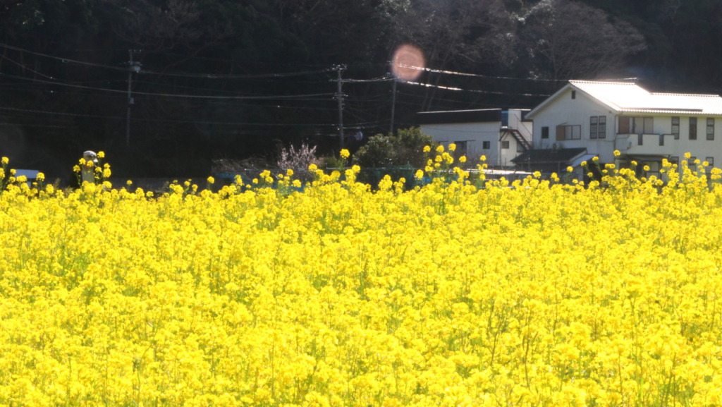 菜の花畑４