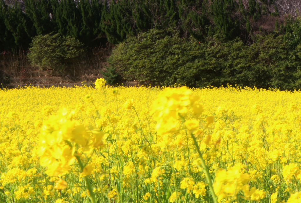 菜の花畑８