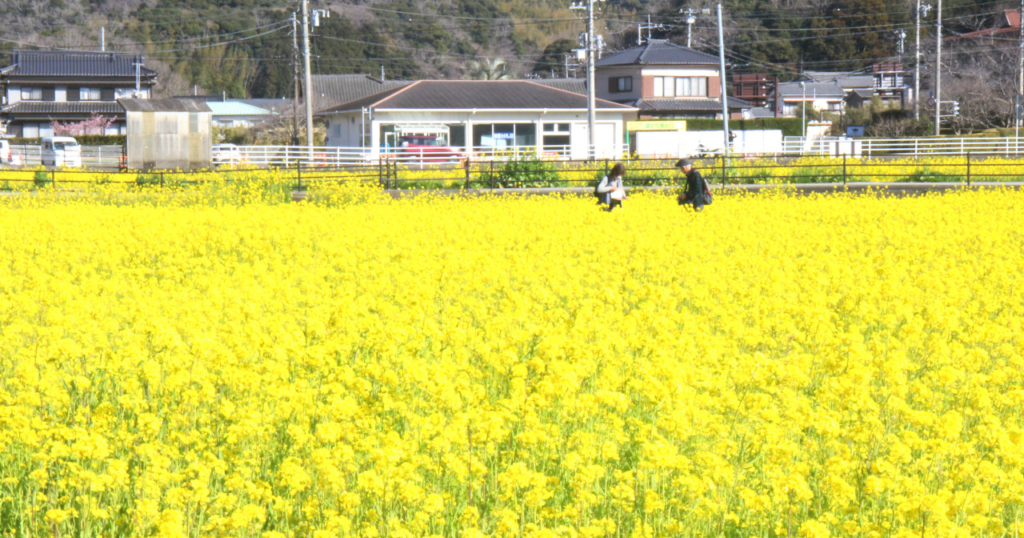 菜の花畑３