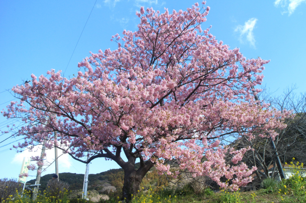 一際大きな桜の木です