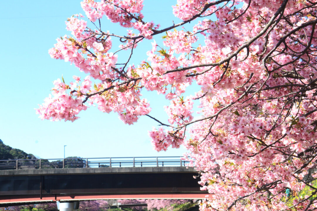 みなみの桜