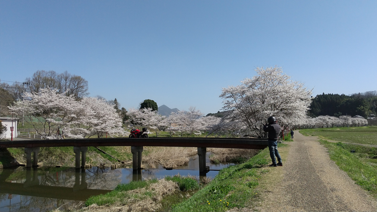 宇陀川桜並木(猟路の桜)の写真１