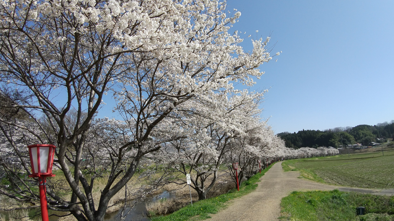 宇陀川桜並木(猟路の桜)の写真２