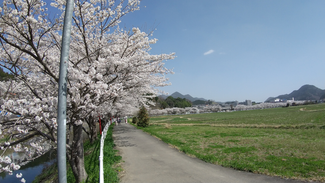 宇陀川桜並木(猟路の桜)の写真