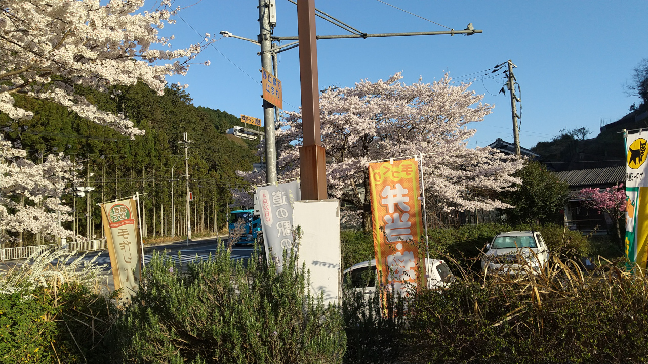 道の駅吉野路大淀ｉセンター周りの桜の写真