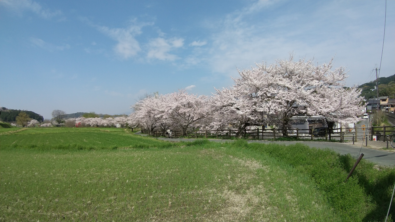 ￼飛鳥川桜並木２