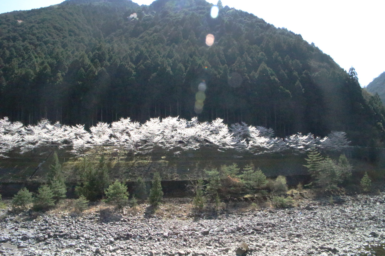 吉野川対岸の桜並木の写真