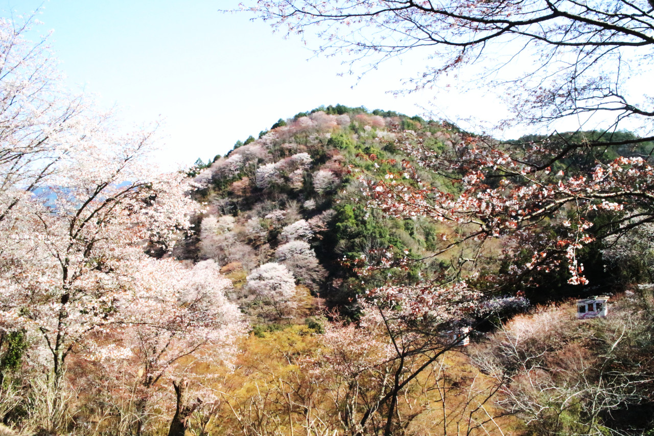 七曲り途中の桜とケーブルカーの写真