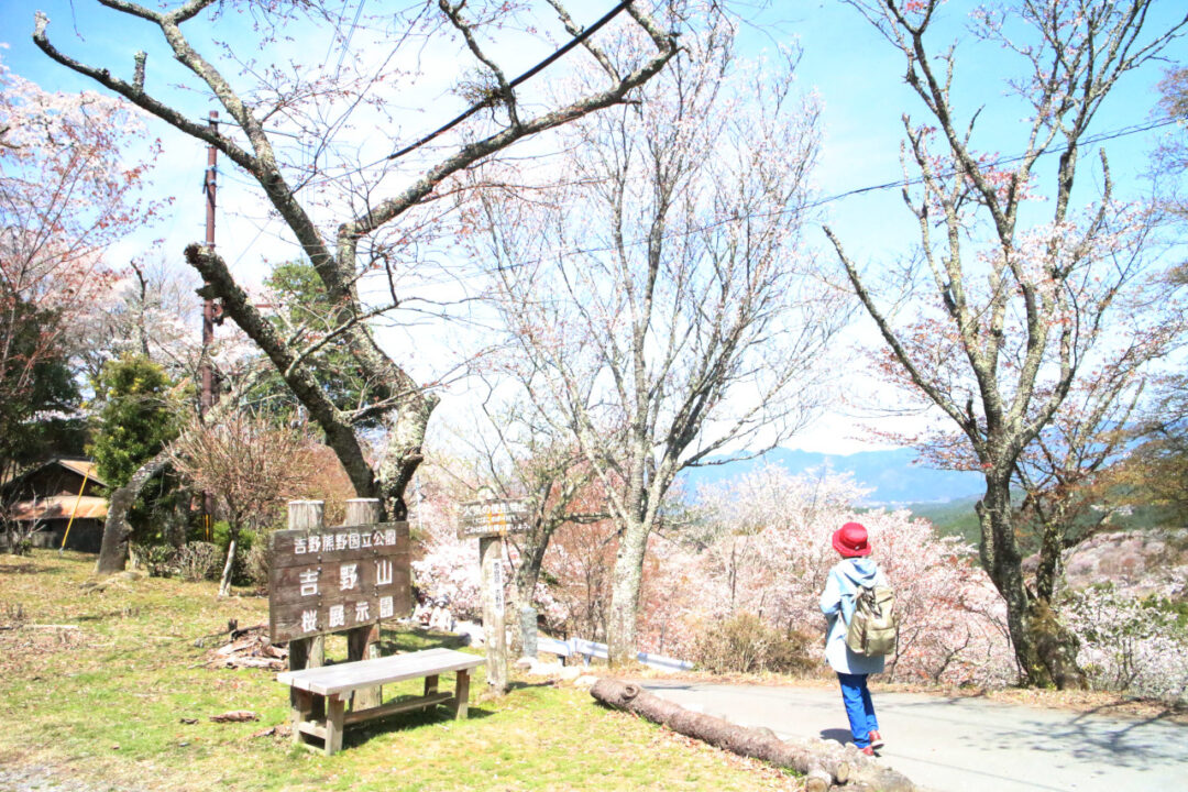 桜展示園の写真