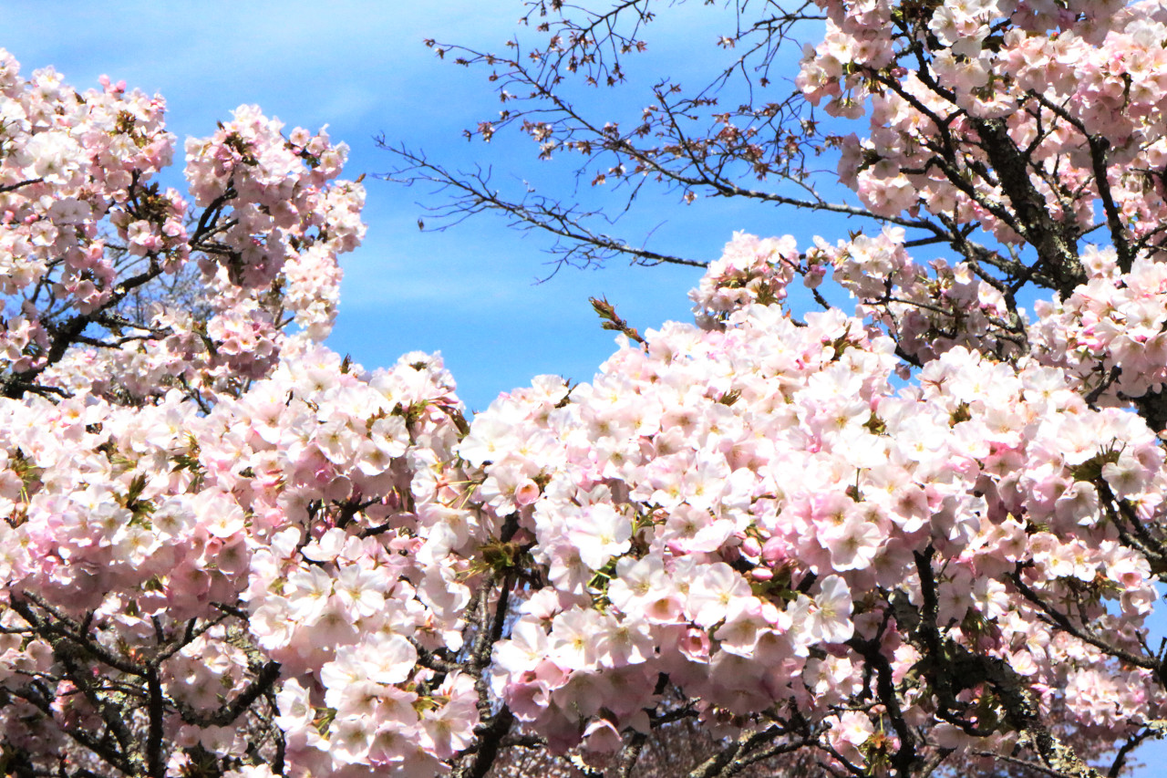 桜アップの写真