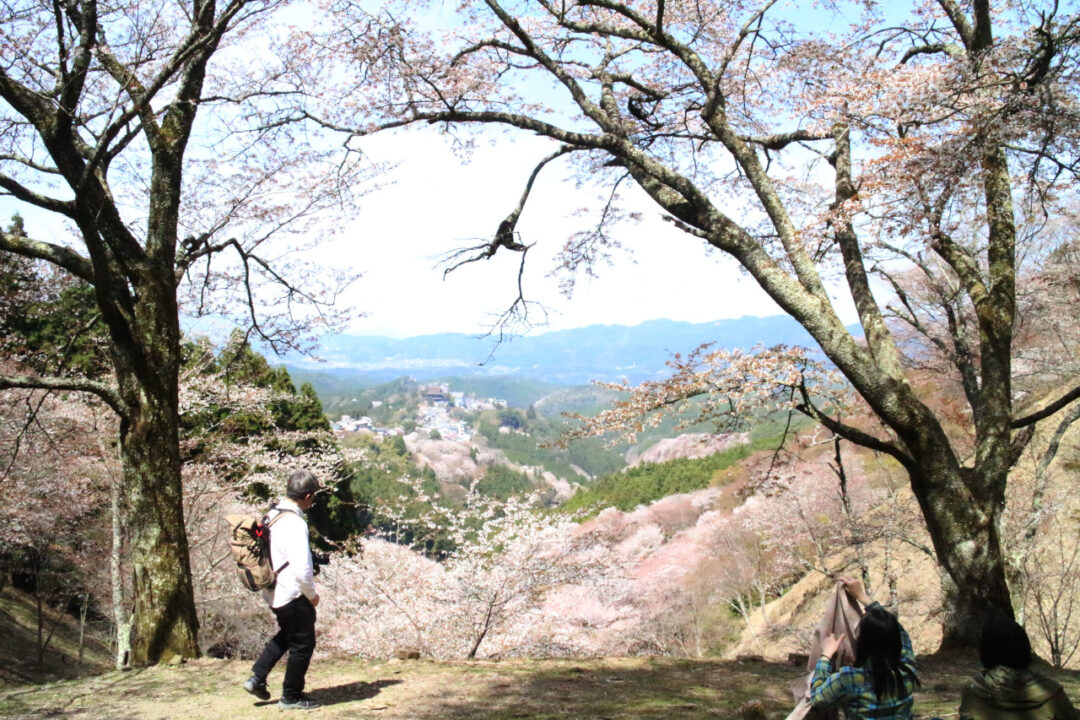 吉野山 上千本の写真