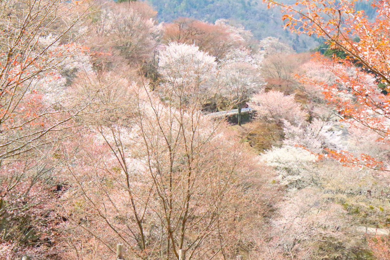 アイキャッチ用吉野山のサクラの写真