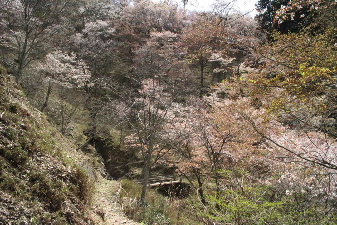 沢の橋の写真