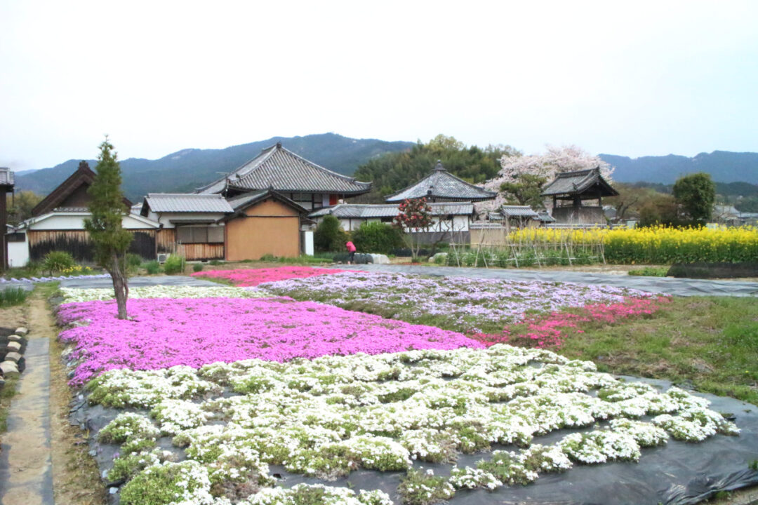 飛鳥寺花畑