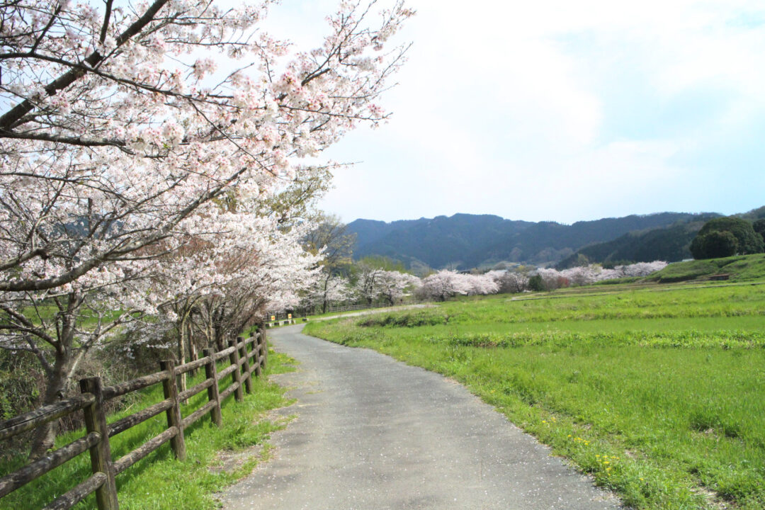 飛鳥川桜並木