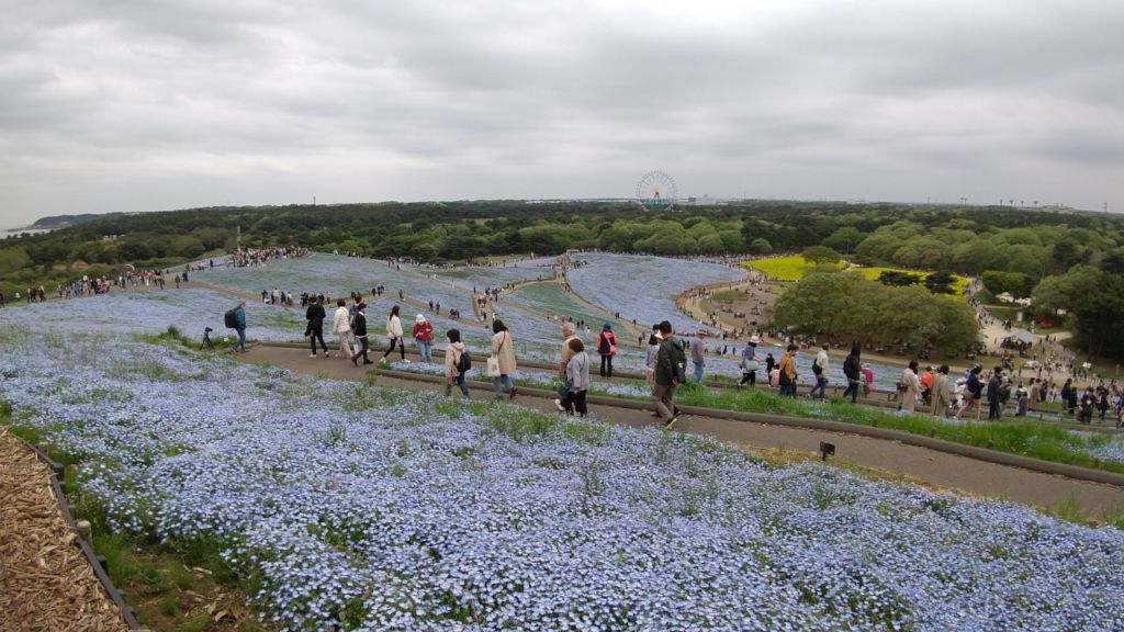 みはらしの丘頂上付近から