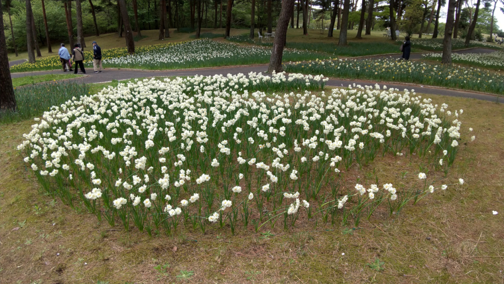 スイセン花壇