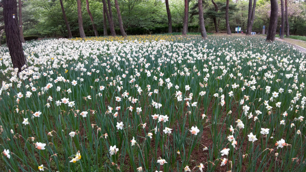 スイセン花壇