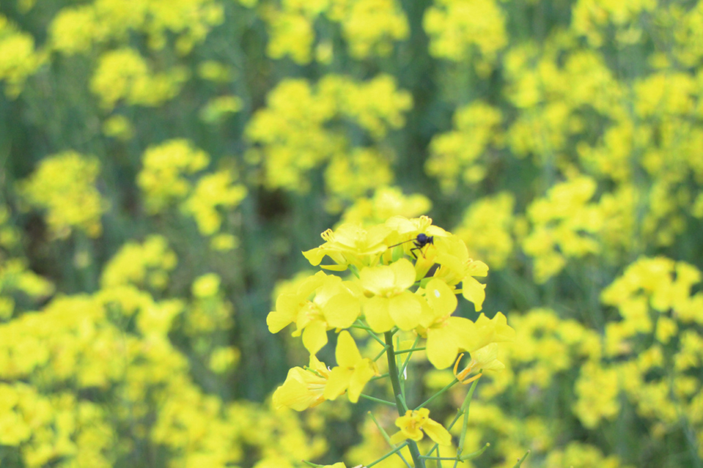 菜の花