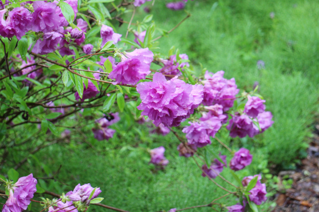 対岸に咲く花