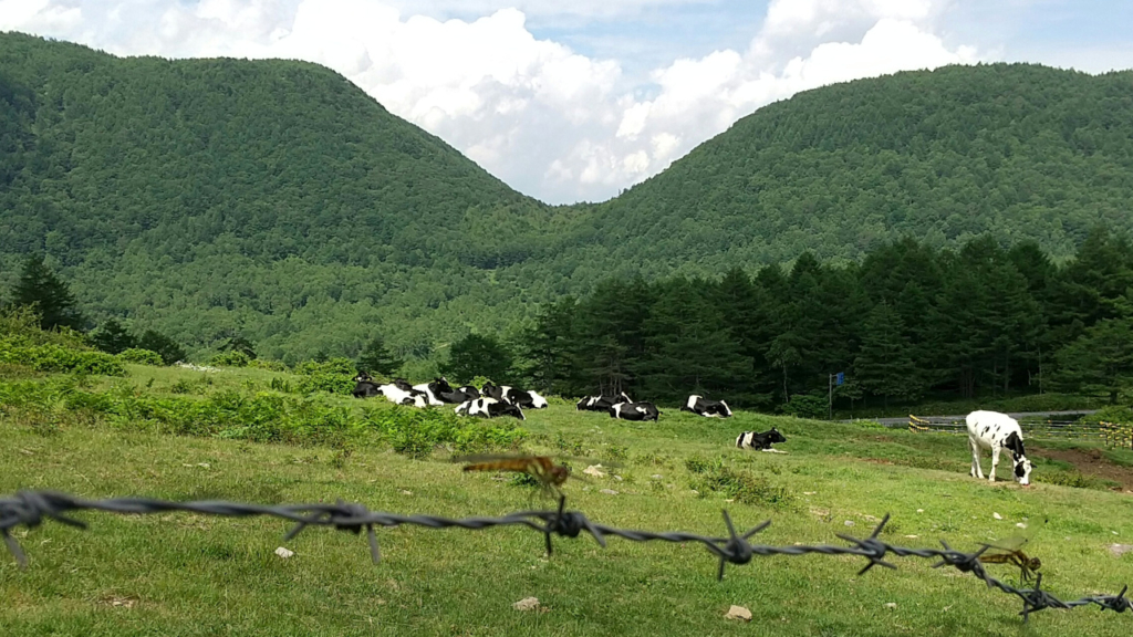 県境の牛たち