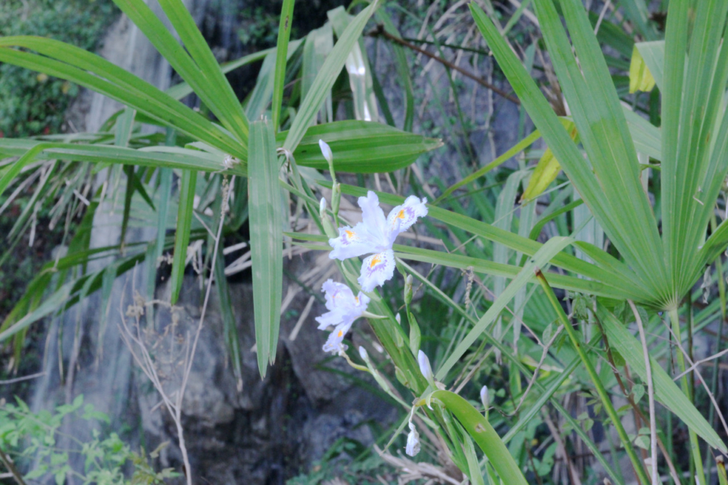 牧水の滝に咲く花